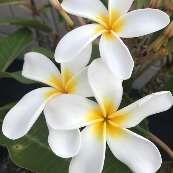 ccjniy_4522